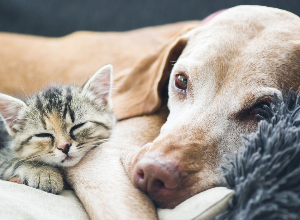 Pet Home (Haian) Co. , Ltd